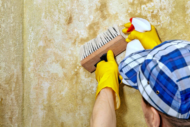 Mold Documentation for Insurance Claims in Long Valley, NJ