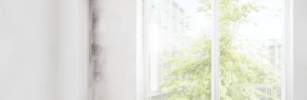Best Air Quality Testing for Mold Spores  in Long Valley, NJ