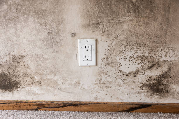 Mold Remediation for Rental Properties in Long Valley, NJ