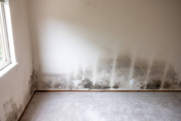 Best Airborne Mold Testing  in Long Valley, NJ