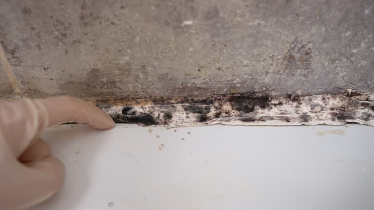 Best HVAC Mold Inspection and Cleaning  in Long Valley, NJ
