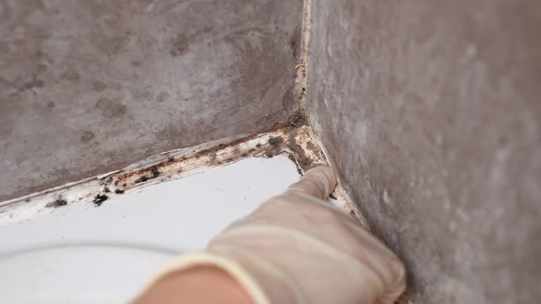 Best Airborne Mold Testing  in Long Valley, NJ